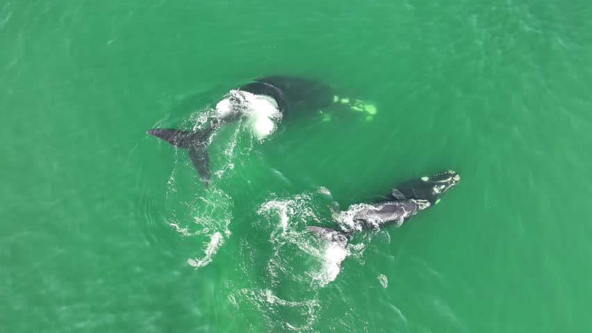 Baleia Franca, a Brazilian whale with her call in Florianopolis, Brazil. Right whales swimming near the coast of Florianopolis with their calves. Aerial view.