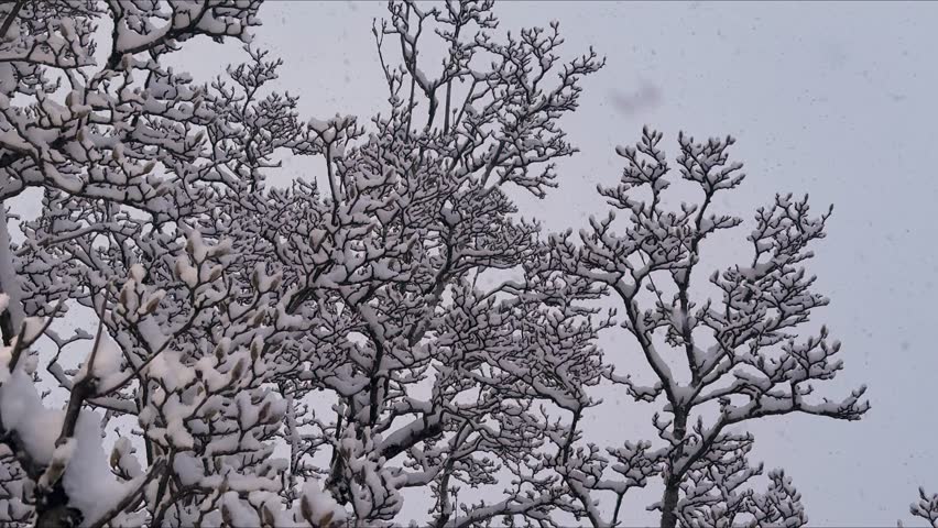 Slow motion video of magnolia branches covered in snow with gentle snowfall. Peaceful winter scene with delicate snowflakes falling around the frosted buds and twigs