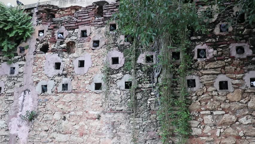 pigeons citing inside square box shaped holes in old colonial spanish wall in old san juan puerto rico scenic downtown park