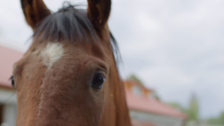 A close-up view of a horse