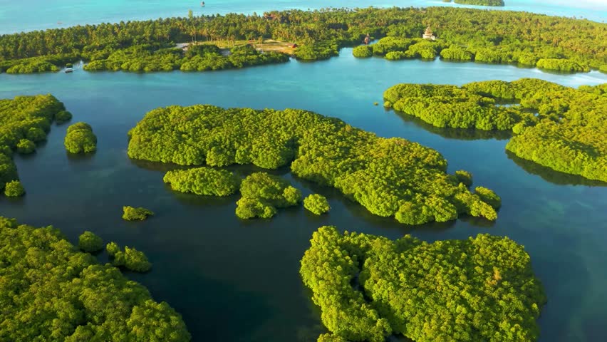 Aerial View of Lush Mangrove Islands in Tropical Waters