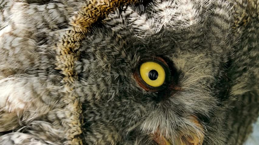 Close-up of a Great Grey Owl