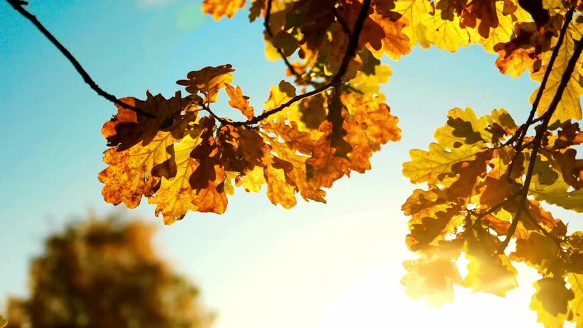 Autumn Sunlight Through Golden Oak Leaves