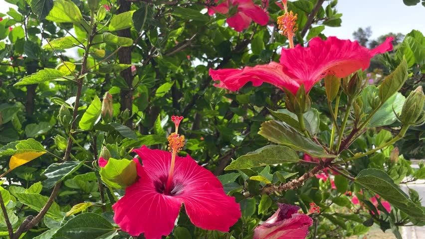 Vibrant hibiscus flowers bloom in tropical garden under bright sunlight