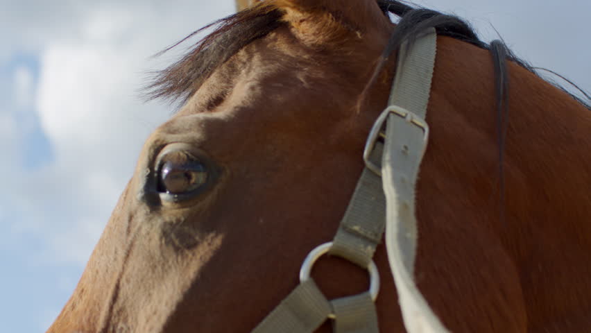 Detailed view of a horse