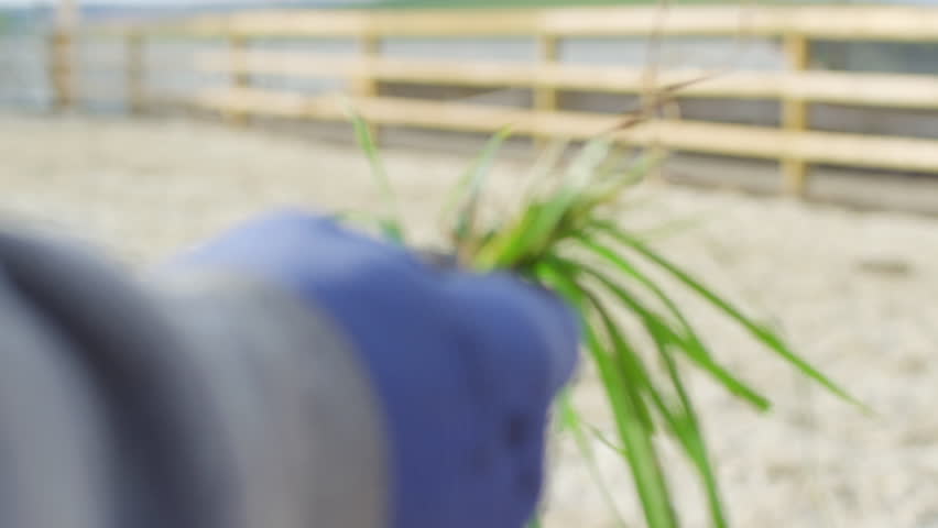 Close-up images of a horse eating fresh grass from a hand.