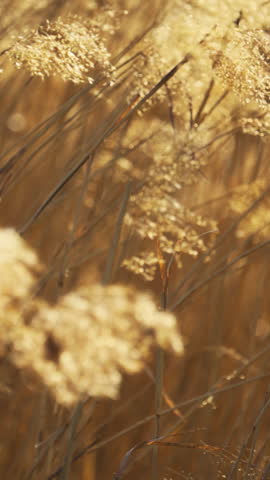Dry reeds sway in the wind at sunset.  Vertical background. Slow motion.