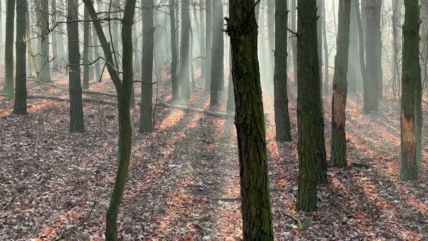 Morning light in he woods. Light rays between trees.