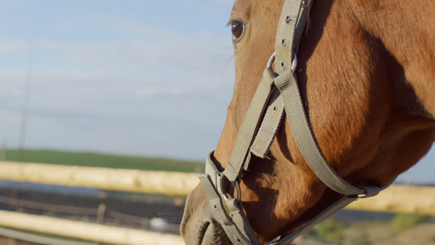 Close-up of a horse