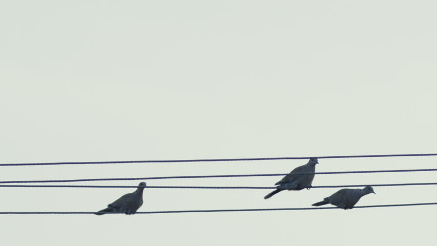 Birds perched and flying from electric wires.