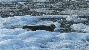 Alone seal lies on ice floes that are bobbing on the waves at sea - Powered by Shutterstock - Get 15% off with code: PIKWIZARD15