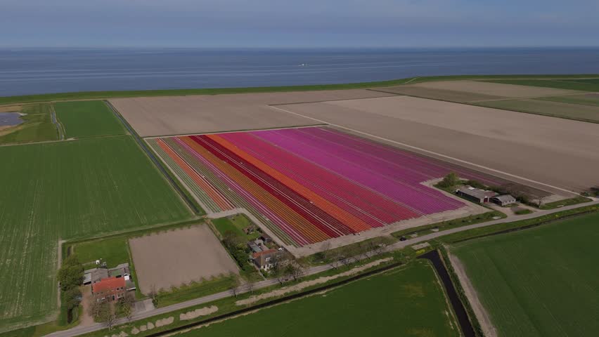 Pure Dutch Flower Fields with Clean Horizon – Friesland Aerial
