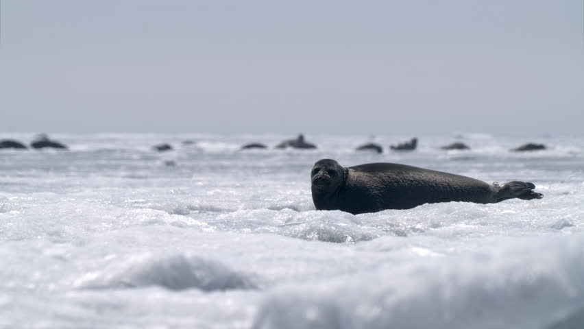 Alone seal looking around and go into the water on floating ice block on Baikal lake in Siberia