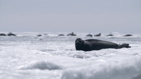 Alone seal looking around and go into the water on floating ice block on Baikal lake in Siberia - Powered by Shutterstock - Get 15% off with code: PIKWIZARD15
