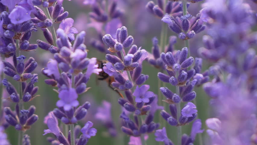 Purple Lavender Flowers with a Bee