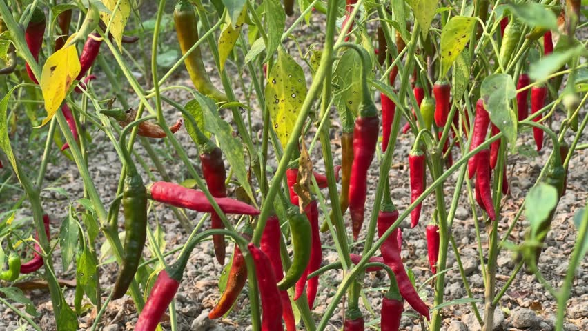 Abundant Harvest of Red Chili Peppers Growing in a Lush Garden