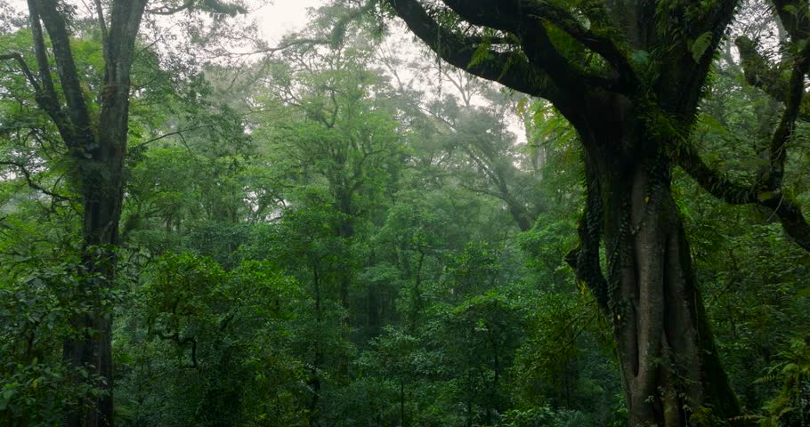 Flying through between trees in a dense forest