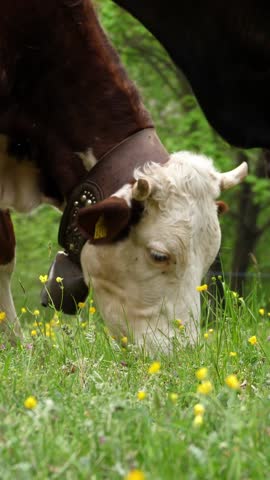 Cows eat grass. cows are grazing. Well-fed, well-groomed alpine cows, bulls and calves, with bells on their necks, graze in a flowery meadow, chewing juicy green grass. summer. animal husbandry.