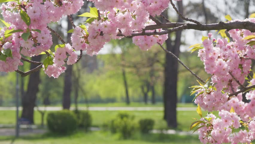 Flowers road traffic city park spring nature lifestyle blossoms