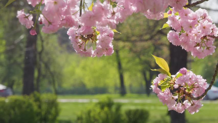 Flowers road traffic city park spring nature lifestyle blossoms