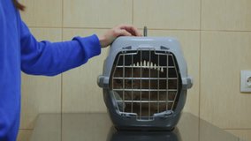 Vet clinic visit: unloading pet cat carrier on examination table for checkup - Powered by Shutterstock - Get 15% off with code: PIKWIZARD15