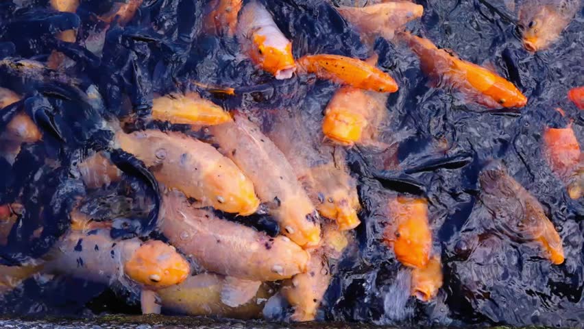 Koi fishes in the pond, traditional Asian pond with fishes