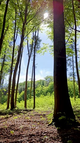 Tranquil forest landscape in spring, featuring tall trees, fresh green leaves, and sunlight streaming through the canopy. No audio included – perfect for overlay or custom sound design.