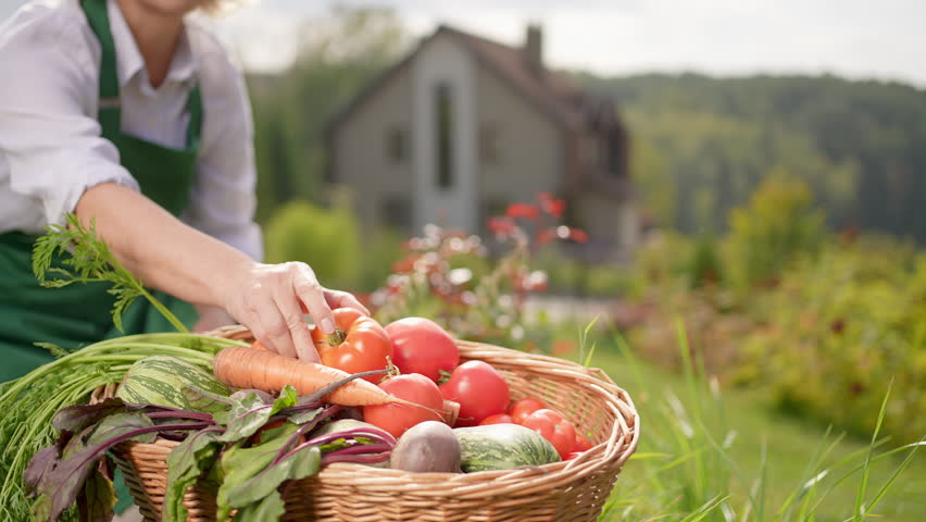Basket fresh vegetables.Farmer hands old gardener woman carrying box of freshly picked vegetables tomato, carrot. Female enjoying working at garden. Organic eco harvest. Agriculture business concept. 