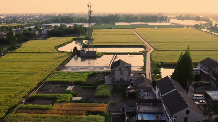 Golden wheat field sways gently as the sun sets over the lush landscape in summer dusk