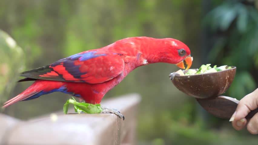 A chattering lory feeds in an outdoor aviary, nibbling on food while displaying vibrant feathers. Perfect for wildlife, bird behavior, and exotic pet content featuring tropical parrots.