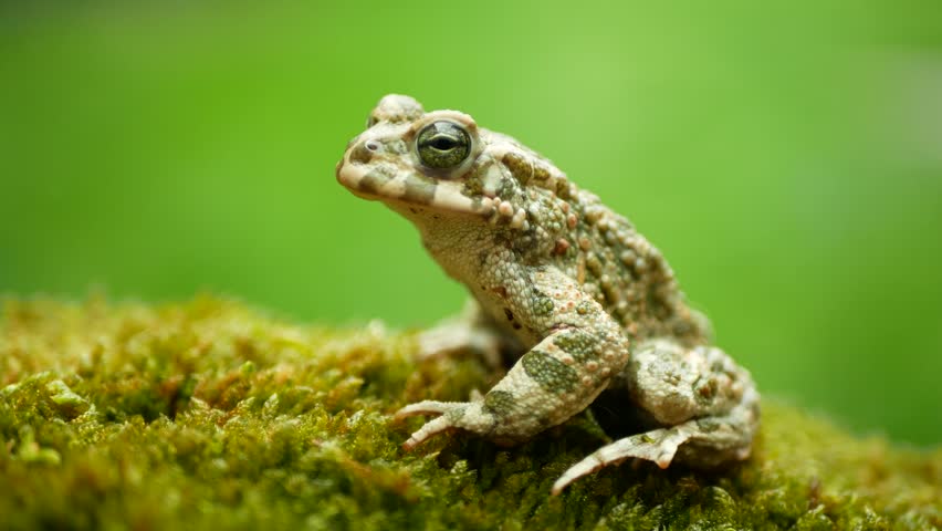 European green toad Bufotes viridis close-up, amphibian water frog sits on mud animal moss wetland, endangered species of nature, natural purity indicator biodiversity detail, swamp Europe