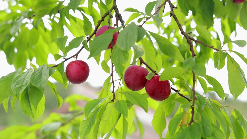 Experience the joy of live action plum picking in a lush orchard on a sunny day