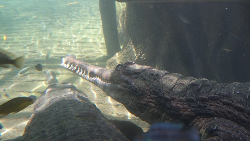 false gharial rests motionlessly underwater as small fish swim calmly past in a clear freshwater habitat. A rare and peaceful glimpse of crocodilian behavior and aquatic coexistence.