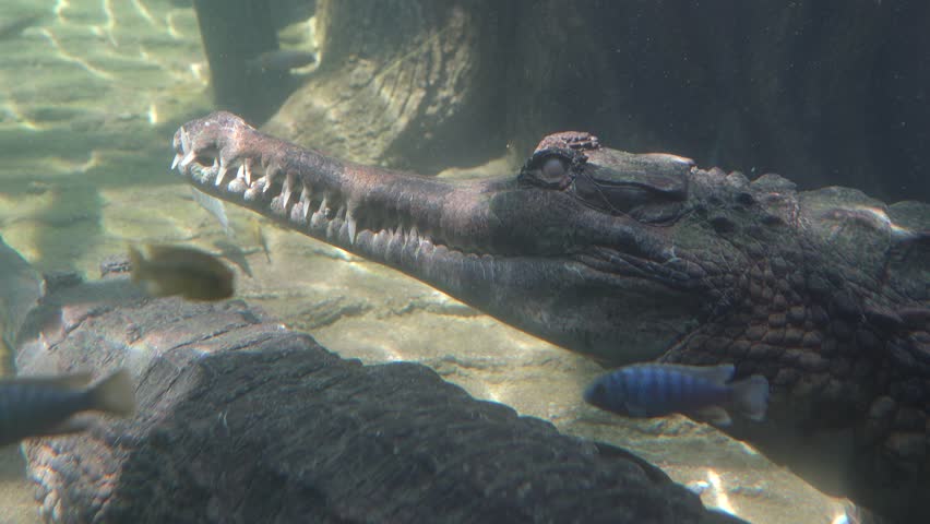 false gharial rests motionlessly underwater as small fish swim calmly past in a clear freshwater habitat. A rare and peaceful glimpse of crocodilian behavior and aquatic coexistence.