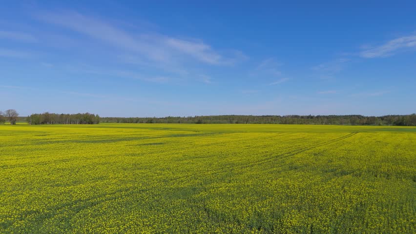 Rapeseed Field Aerial Drone Footage. Background of Rape Blossoms Beauty of Nature and the Serenity of the Countryside. Flowering Rape on the Field. Sunny Spring Day Slow Motion Shot
