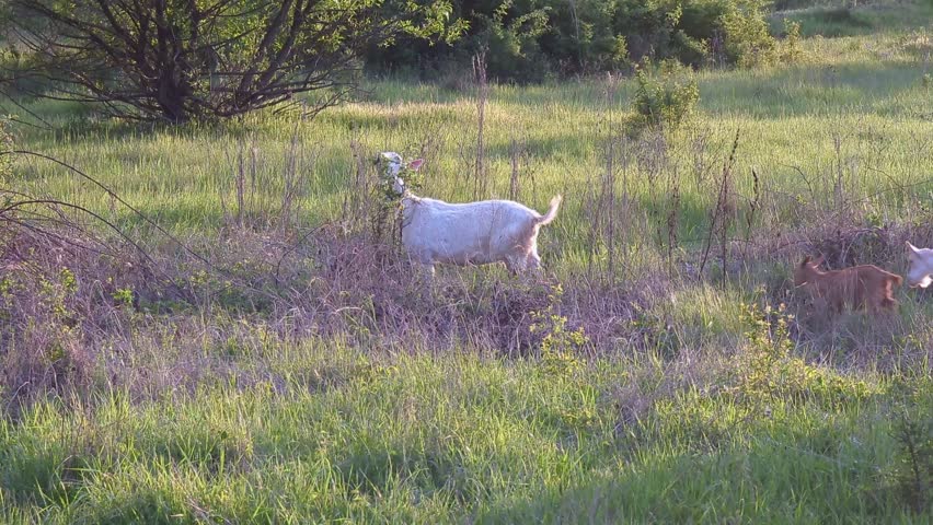 Domestic goats on the plain. Goats eat plants on the field.