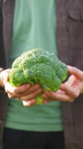 Fresh broccoli harvest in farmers hands, vertical video showcasing organic farming. Perfect for healthy eating campaigns, sustainable agriculture content, and eco-friendly projects