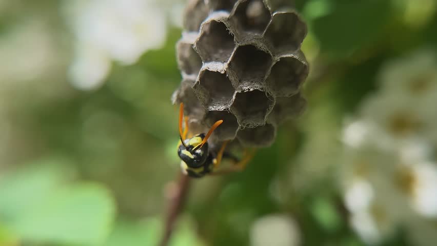 Wasp Inspecting Hive Macro Video