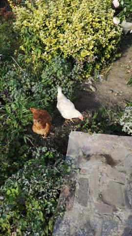 Raising chickens on farm. Free range chickens flock at smallholding. Chickens farm life. Beautiful young hen portrait outdoors at sunset. Cheerful young hen on sunset lights.