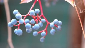 Cluster of Grapes on Vine Close-Up Slow Motion 120fps 4K Footage – Fresh, Juicy Grapes with Natural Water Droplets - Powered by Shutterstock - Get 15% off with code: PIKWIZARD15