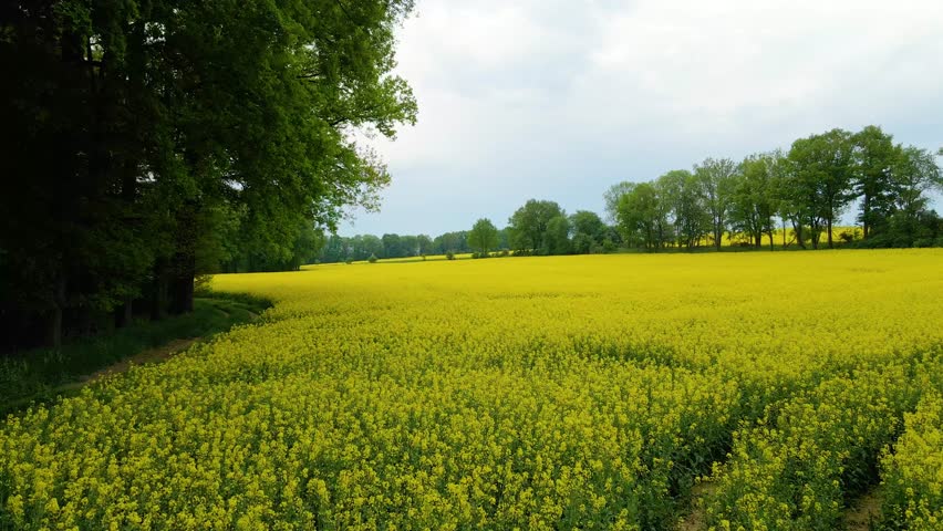 Rapeseed field, drone view of the field, rapeseed oil production