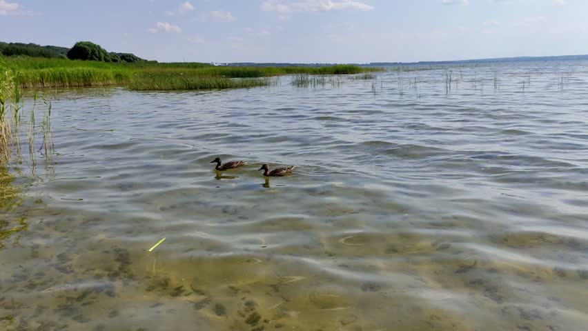 Ducks swim in the lake. Ducks in the reeds. Wild birds in nature.