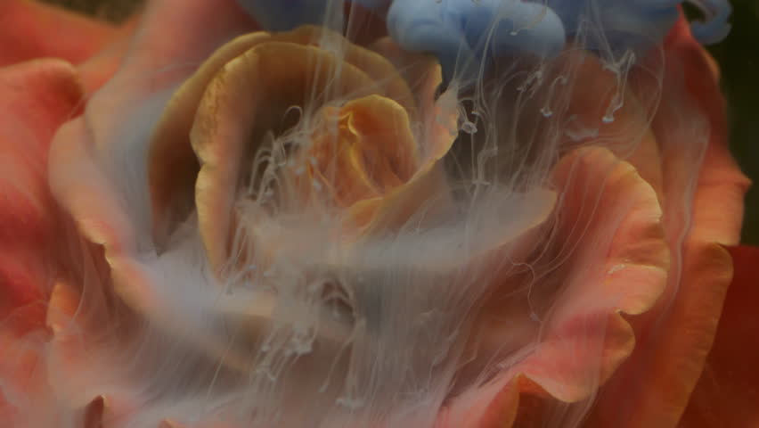 Rose smoke. Wave fog. Defocused blue red color plant petals splash nature water fume texture spreading on abstract art dark black background.