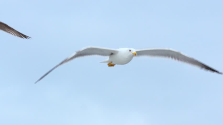 Herring Gull Flying in Sky [Larus argentatus] Slow Motion 120fps 4K Footage – Wild Seagull Soaring Above Coastline