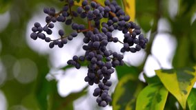 Cluster of Grapes on Vine Close-Up Slow Motion 120fps 4K Footage – Fresh, Juicy Grapes with Natural Water Droplets - Powered by Shutterstock - Get 15% off with code: PIKWIZARD15