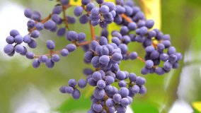 Cluster of Grapes on Vine Close-Up Slow Motion 120fps 4K Footage – Fresh, Juicy Grapes with Natural Water Droplets - Powered by Shutterstock - Get 15% off with code: PIKWIZARD15