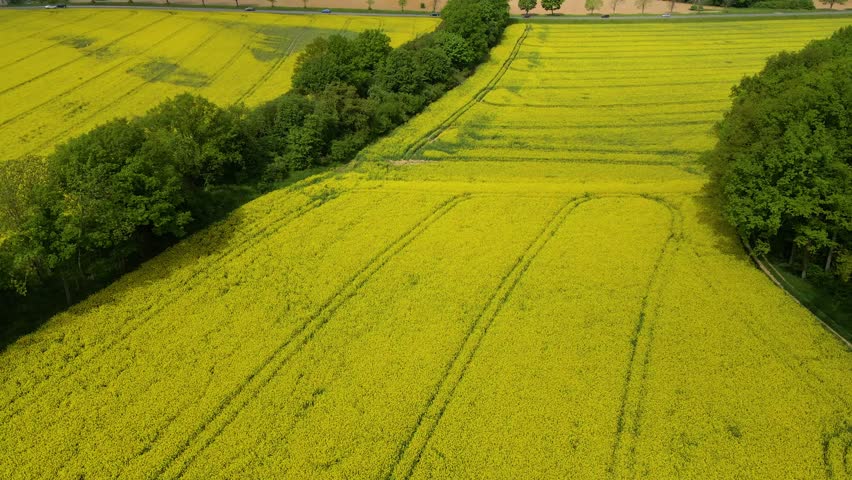Rapeseed field, drone view of the field, rapeseed oil production