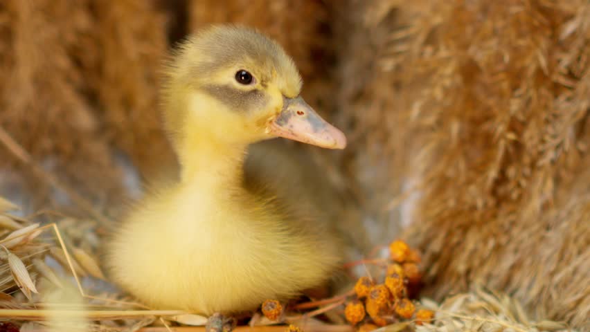 Charming and Adorable Baby Duckling Found in Its Cozy Nesting Environment on the Farm