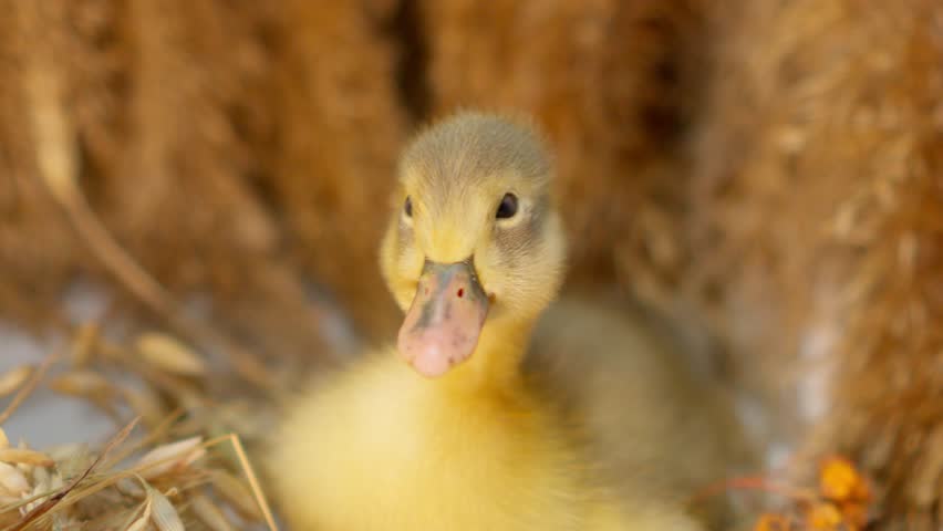 A Cute Duckling Nestled Comfortably in Its Nest, Radiating Innocence and Joyfulness