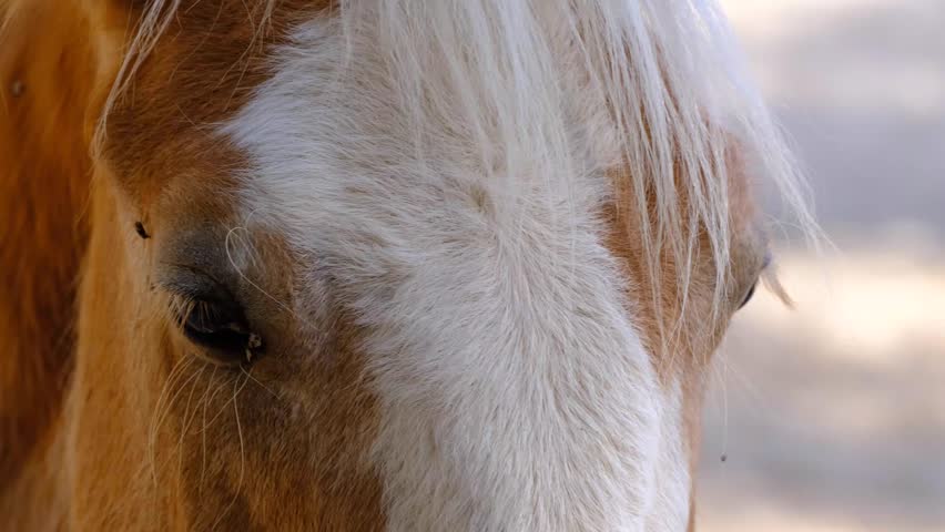 Flies flying around the horse's eye